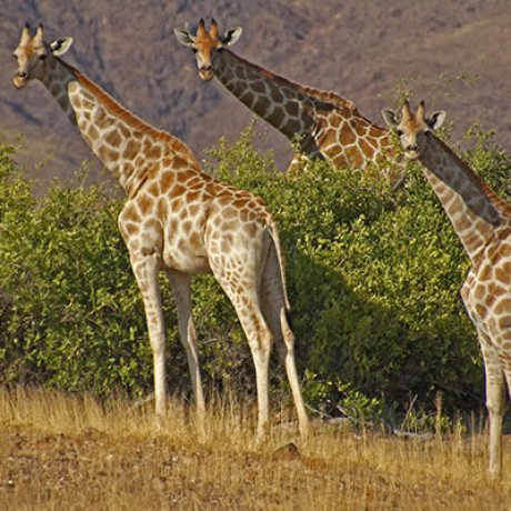 Giraffen-Safari-Namibia-Gruppen-Reise