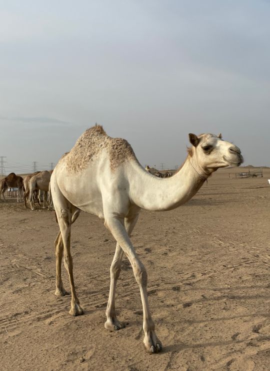 Kamel in der Wüste Dubai