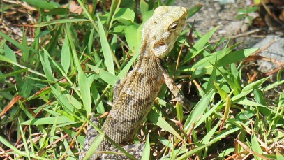 malediven-eidechse-fauna