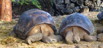 privatjet-reise-suedamerika-hapag-lloyd-galapagos-schildkroeten