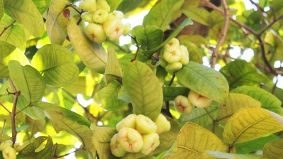 rosenapfel-malediven-flora