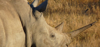 suedafrika-reise-nashorn-safari