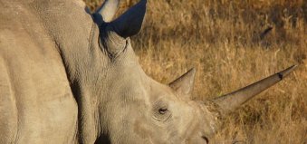 suedafrika-reise-nashorn-safari